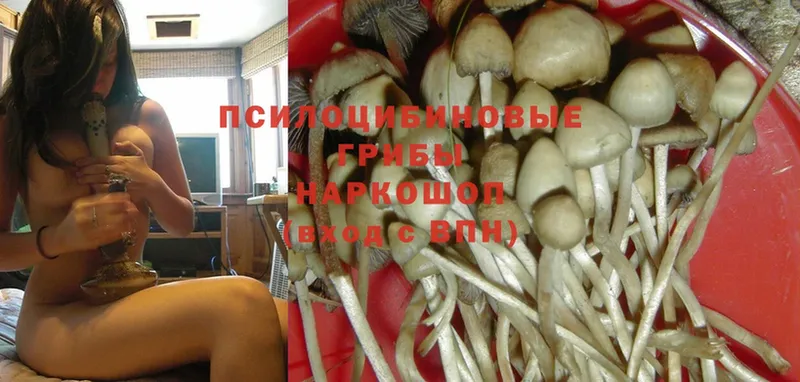 Галлюциногенные грибы Psilocybe  где найти   Нюрба 